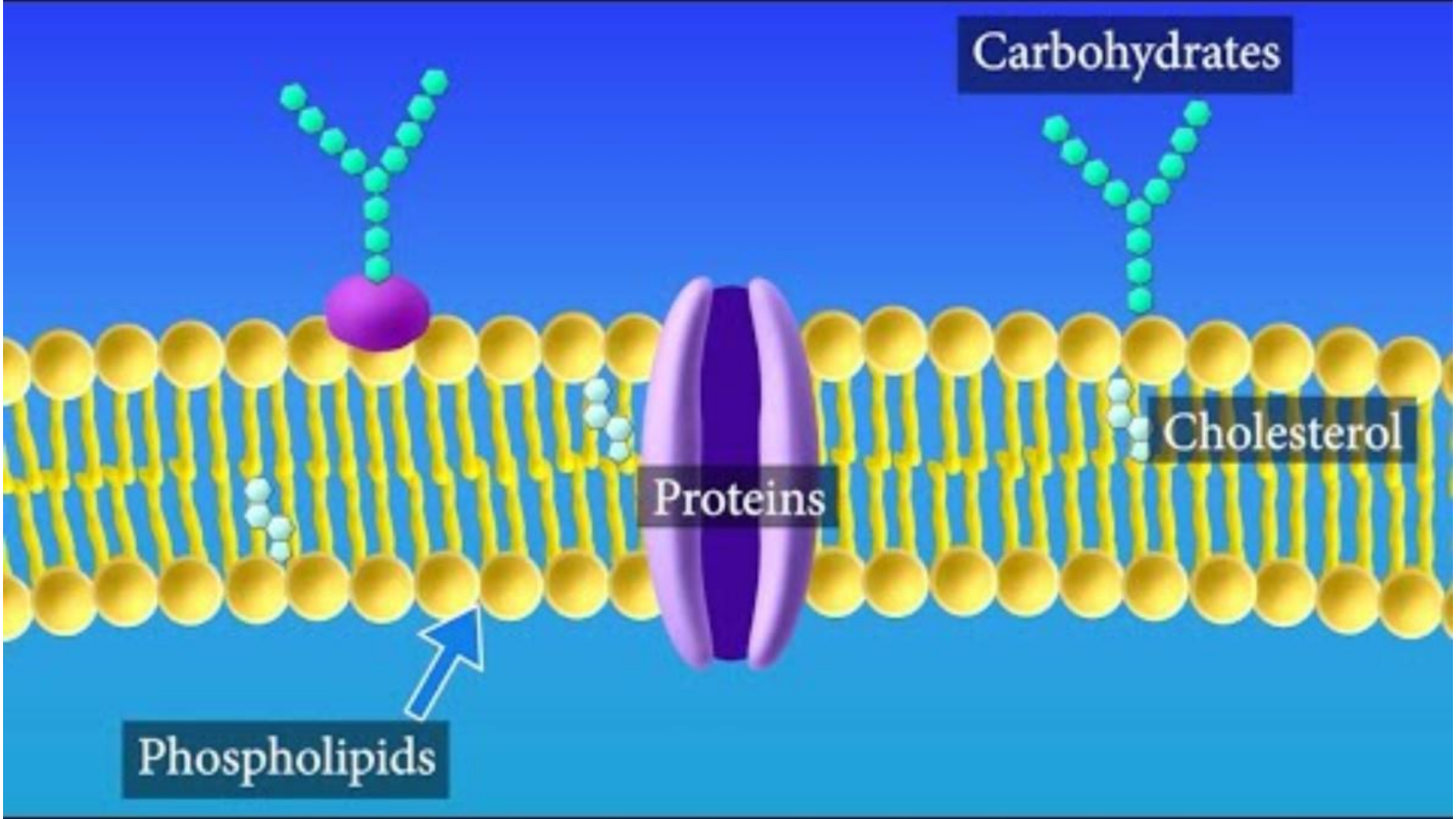 Cell Membrane Bilayer Diagram