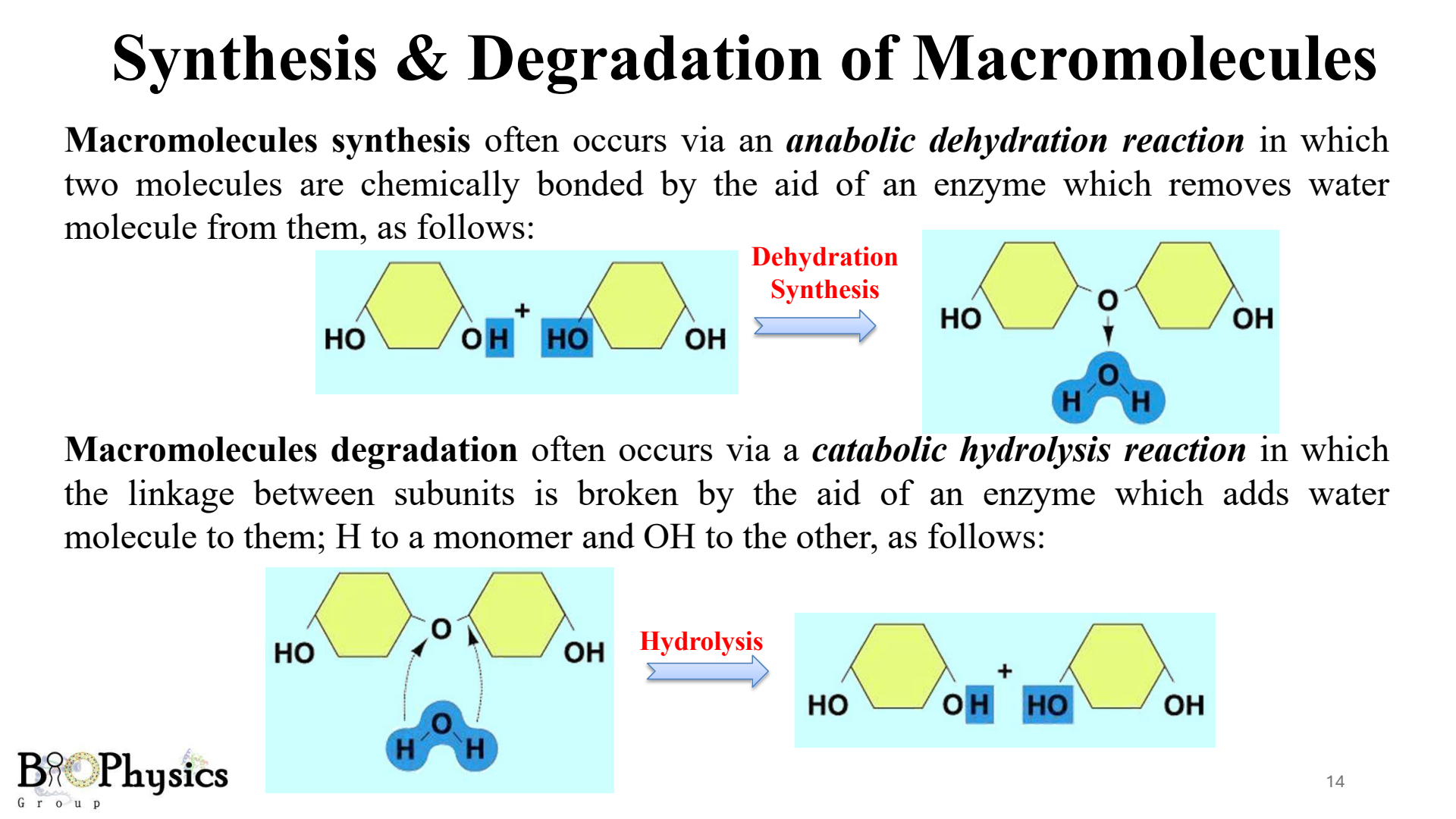 Dehydration Synthesis vs Hydrolysis