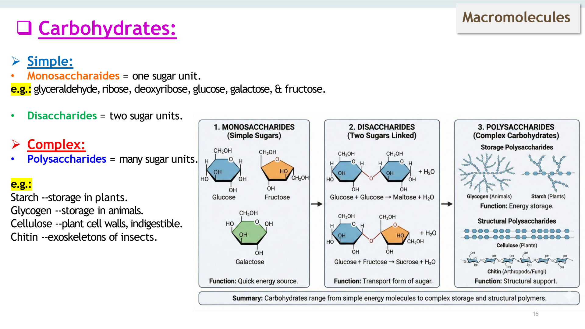 Carbohydrates Structure