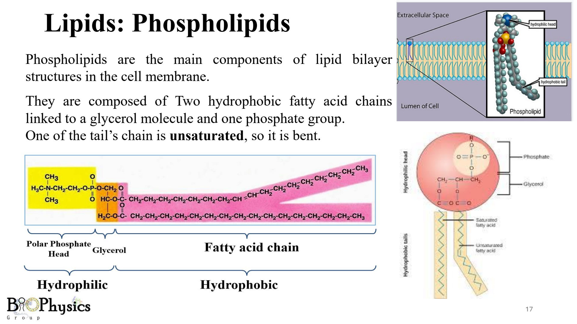 Phospholipid Structure with bent tail
