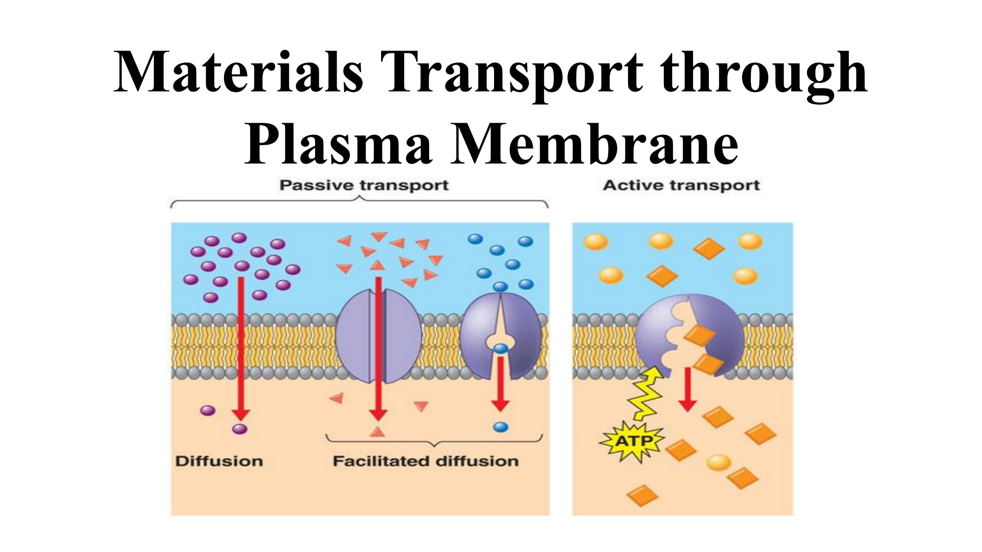 Passive vs Active Transport Diagram