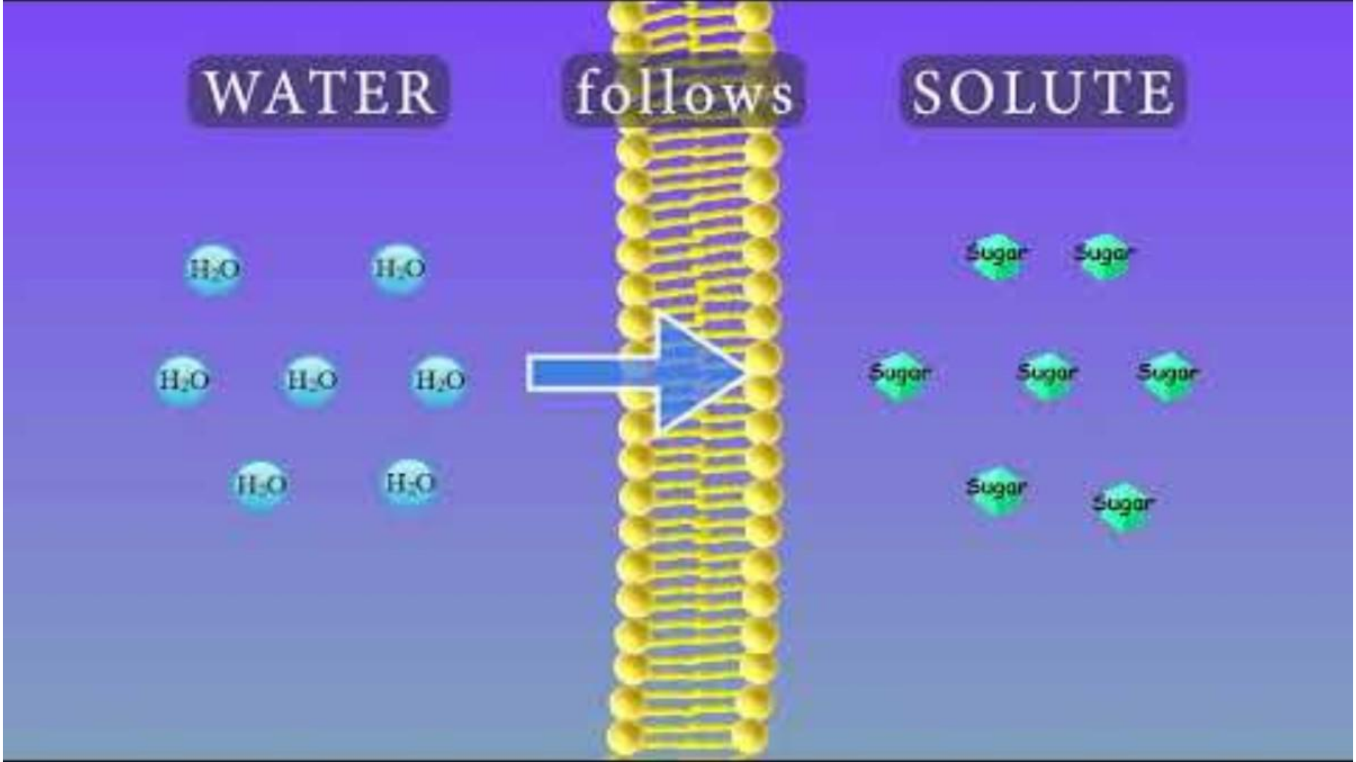 Osmosis diagram: Water follows Solute
