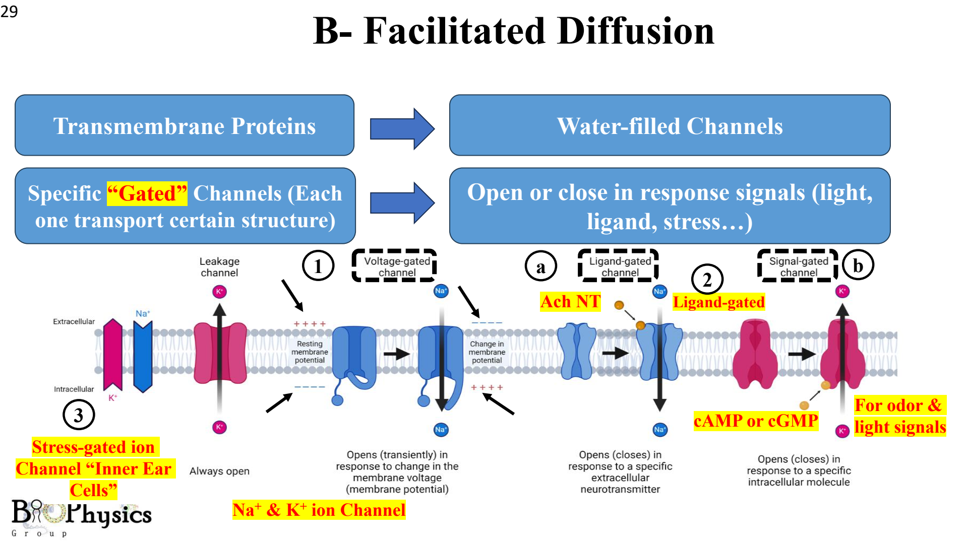 Gated ion channels