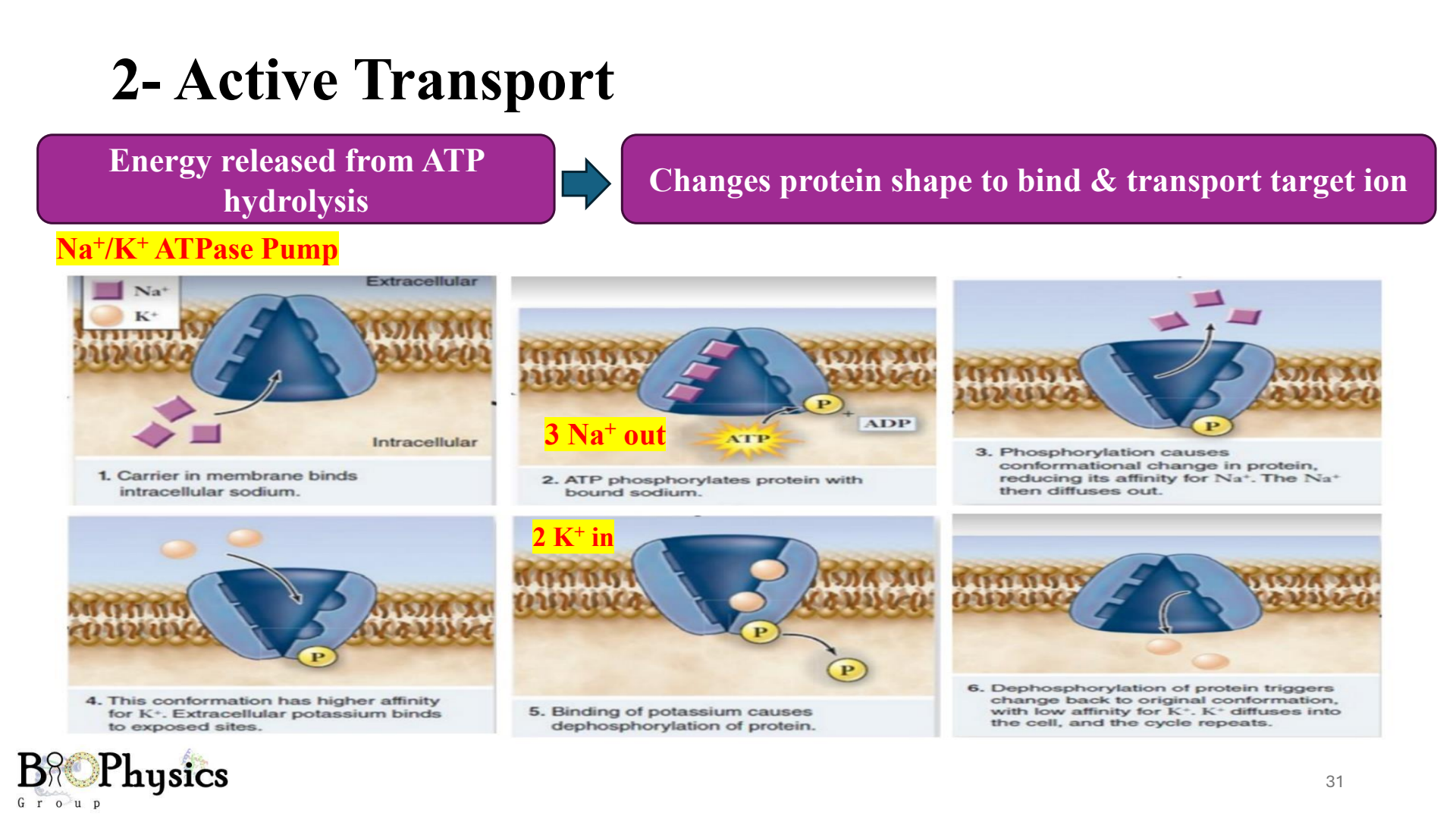 Sodium Potassium Pump Cycle