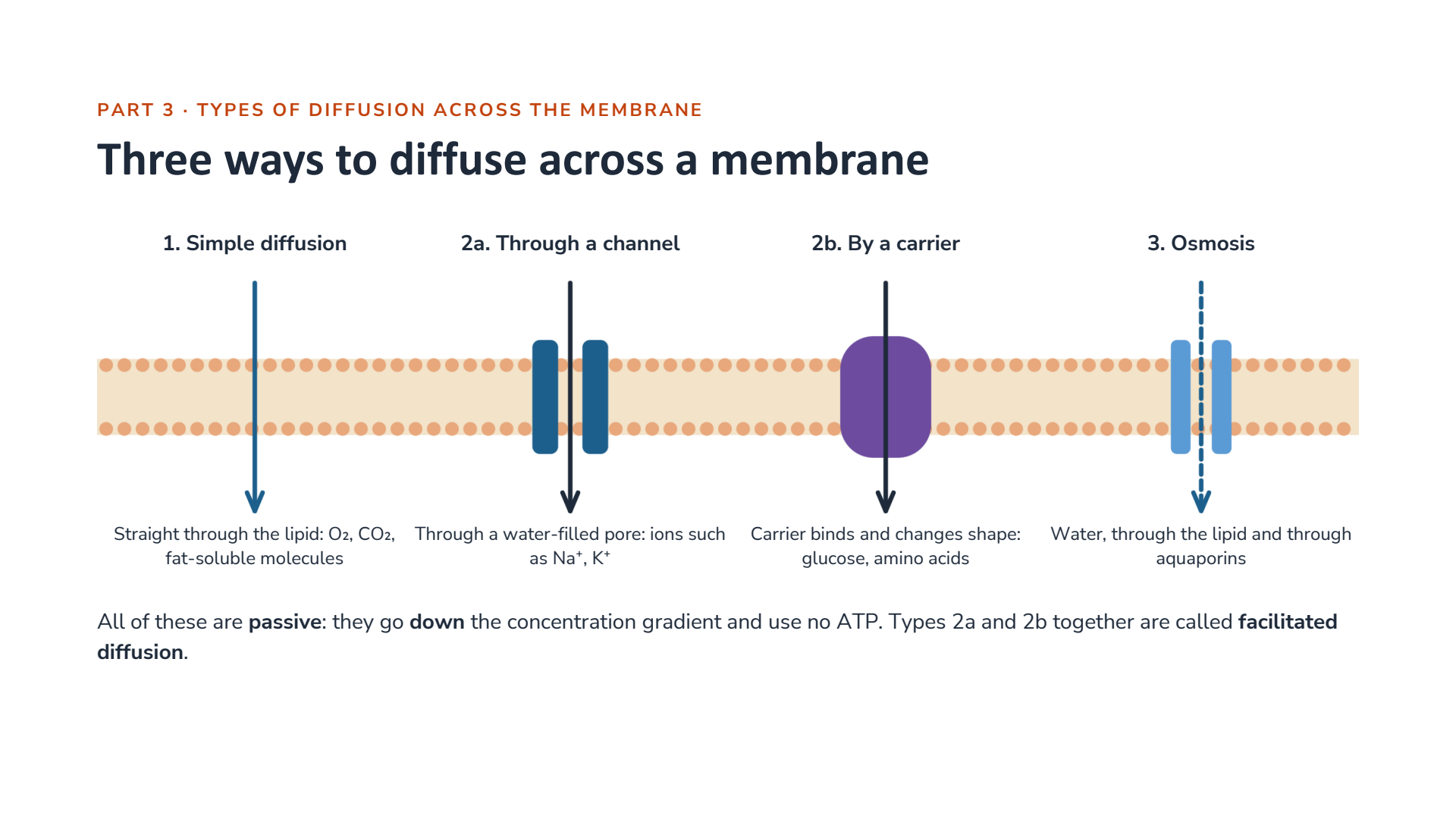 Ways to diffuse across membrane