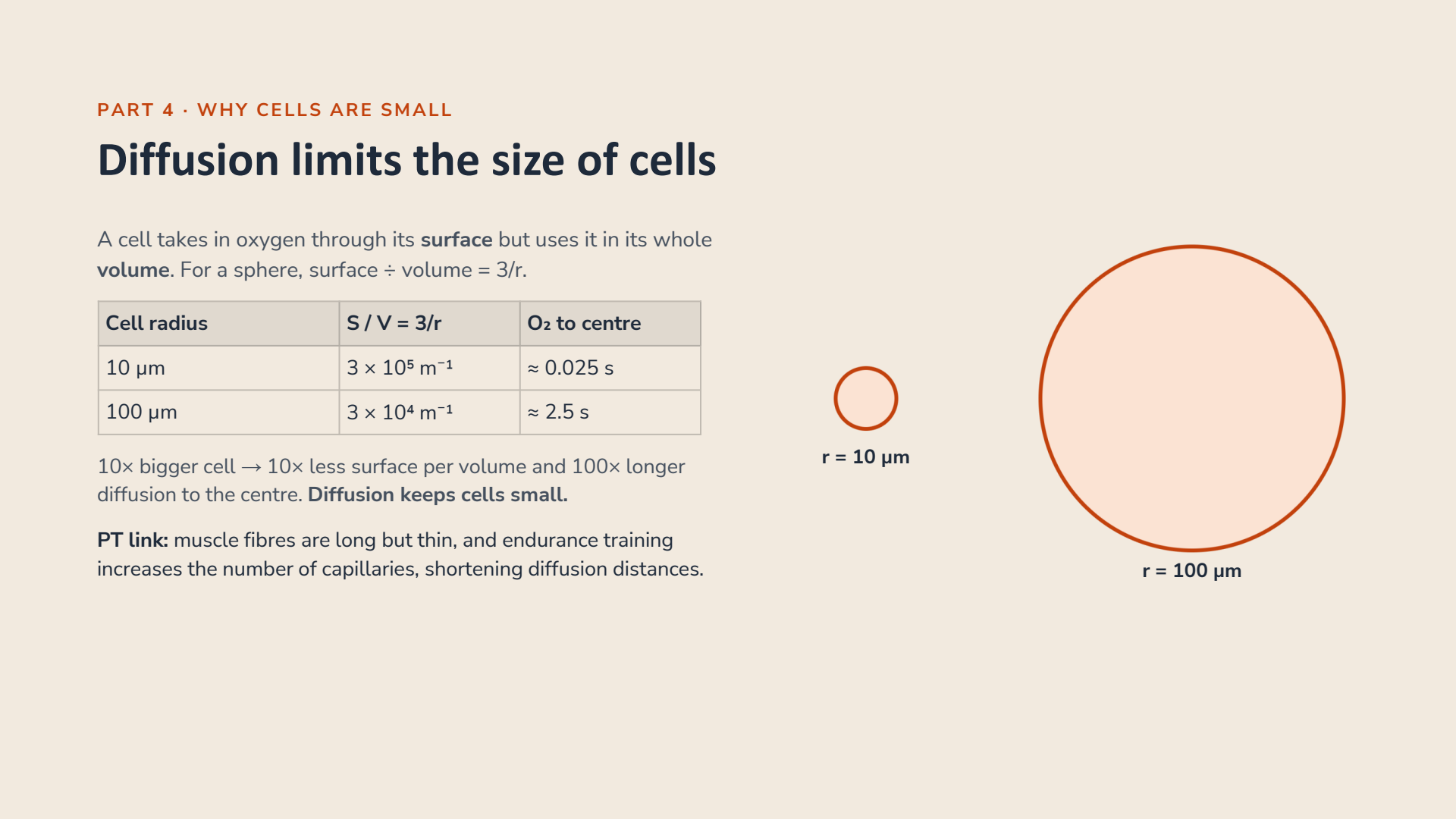Diffusion limits cell size diagram