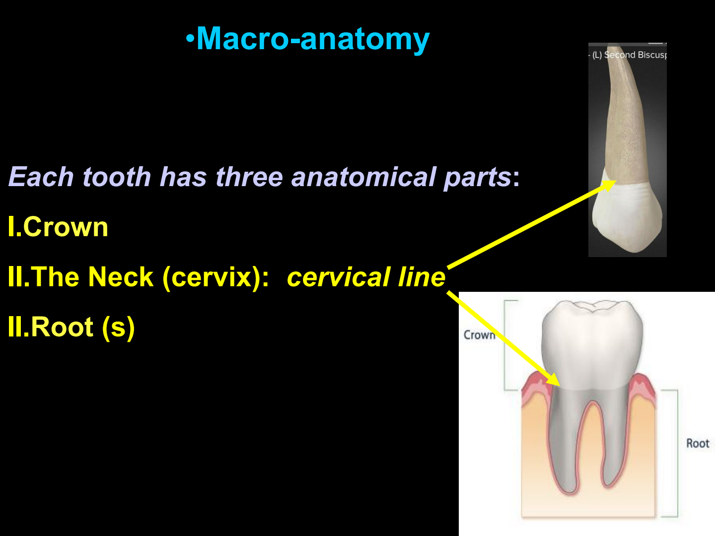 Macro-anatomy Parts of the Tooth