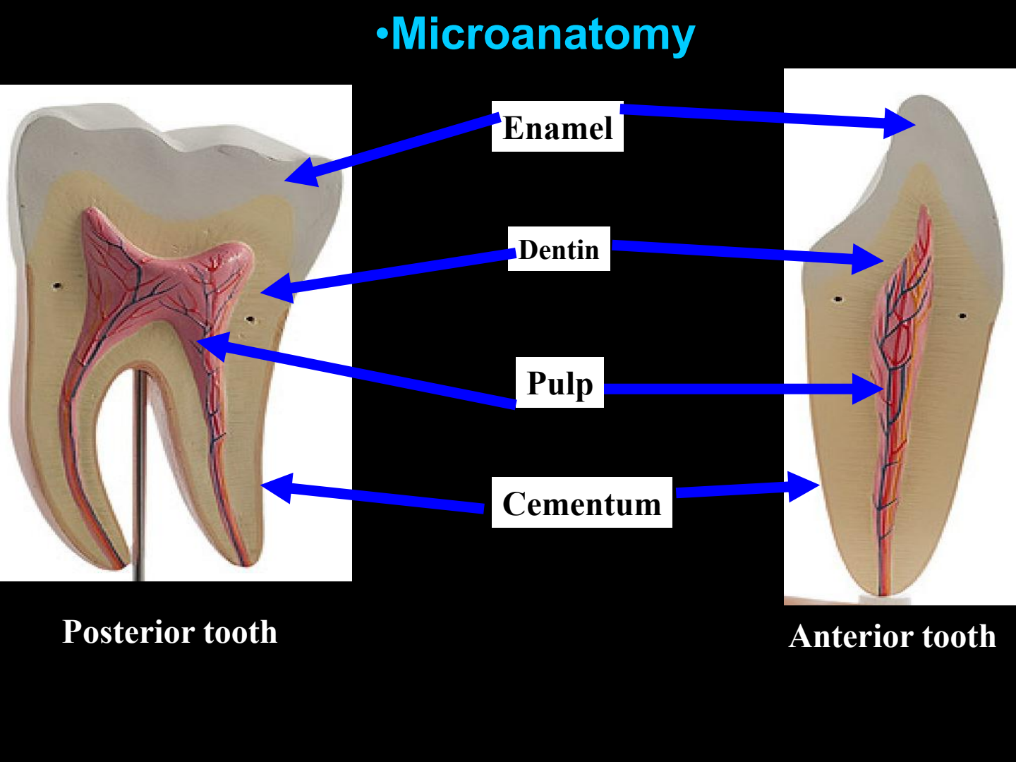 Microanatomy of Anterior and Posterior Teeth