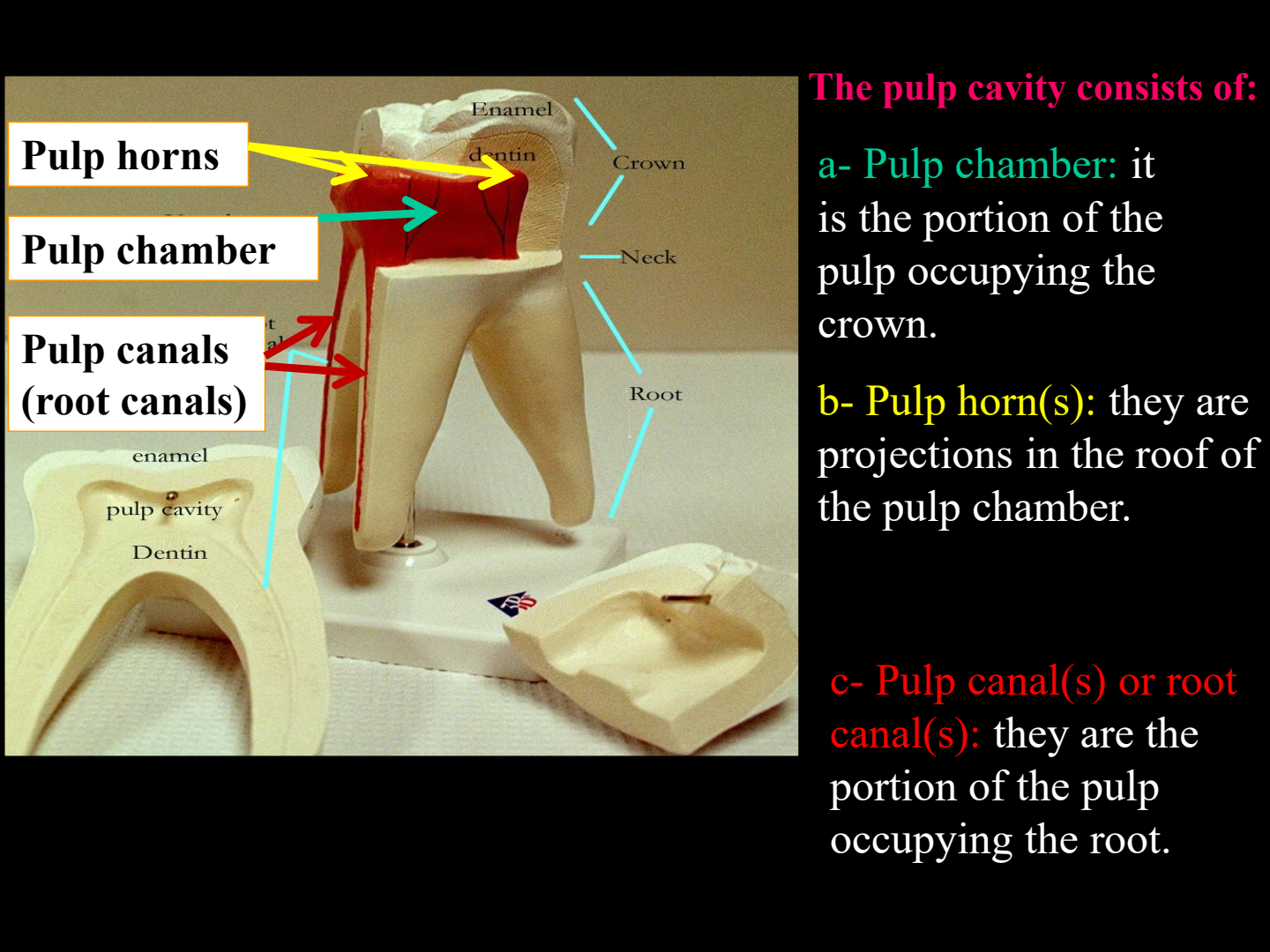Pulp Cavity Structure