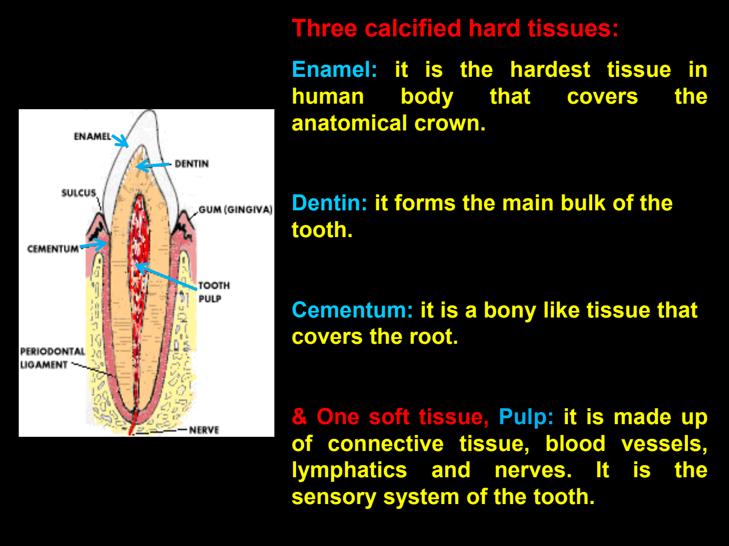 Three Calcified Tissues and One Soft Tissue