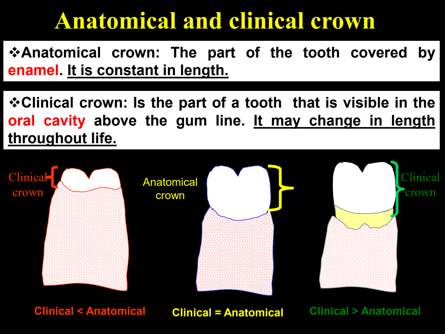 Three states of clinical and anatomical crown