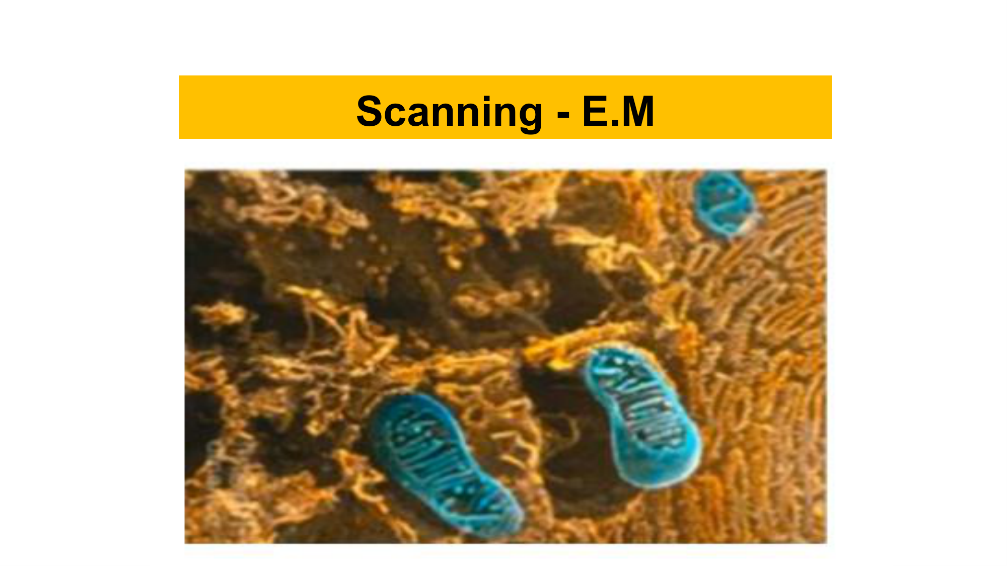 Scanning E.M - Slide 9