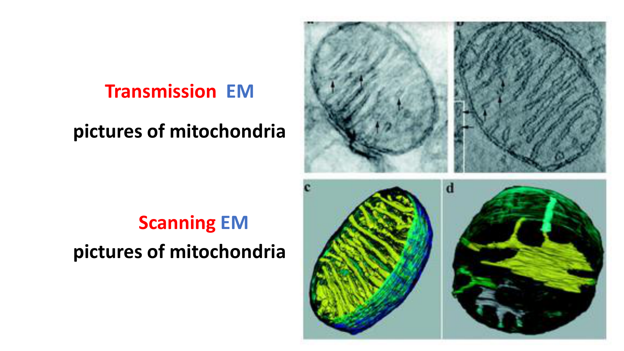 Mitochondria TEM vs SEM - Slide 10