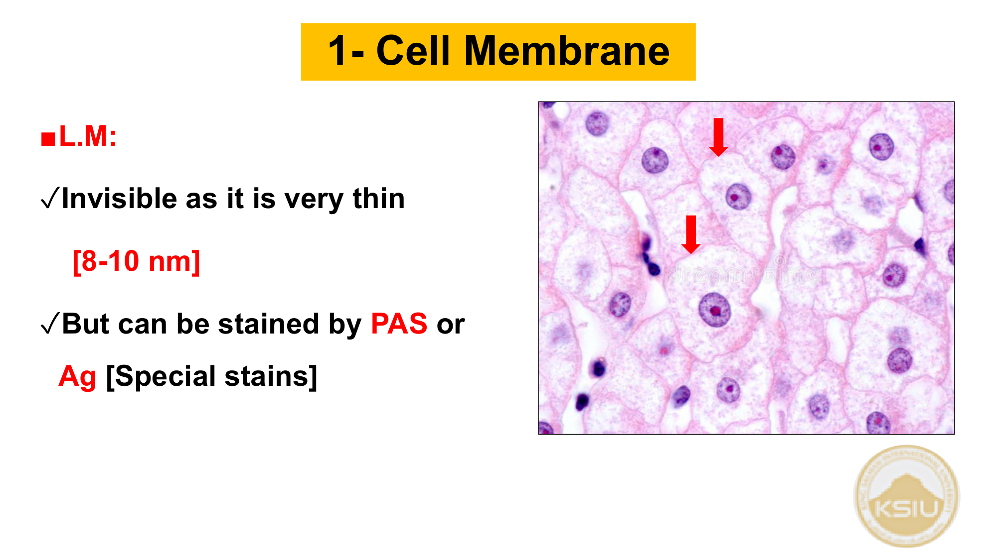 Cell Membrane LM - Slide 21