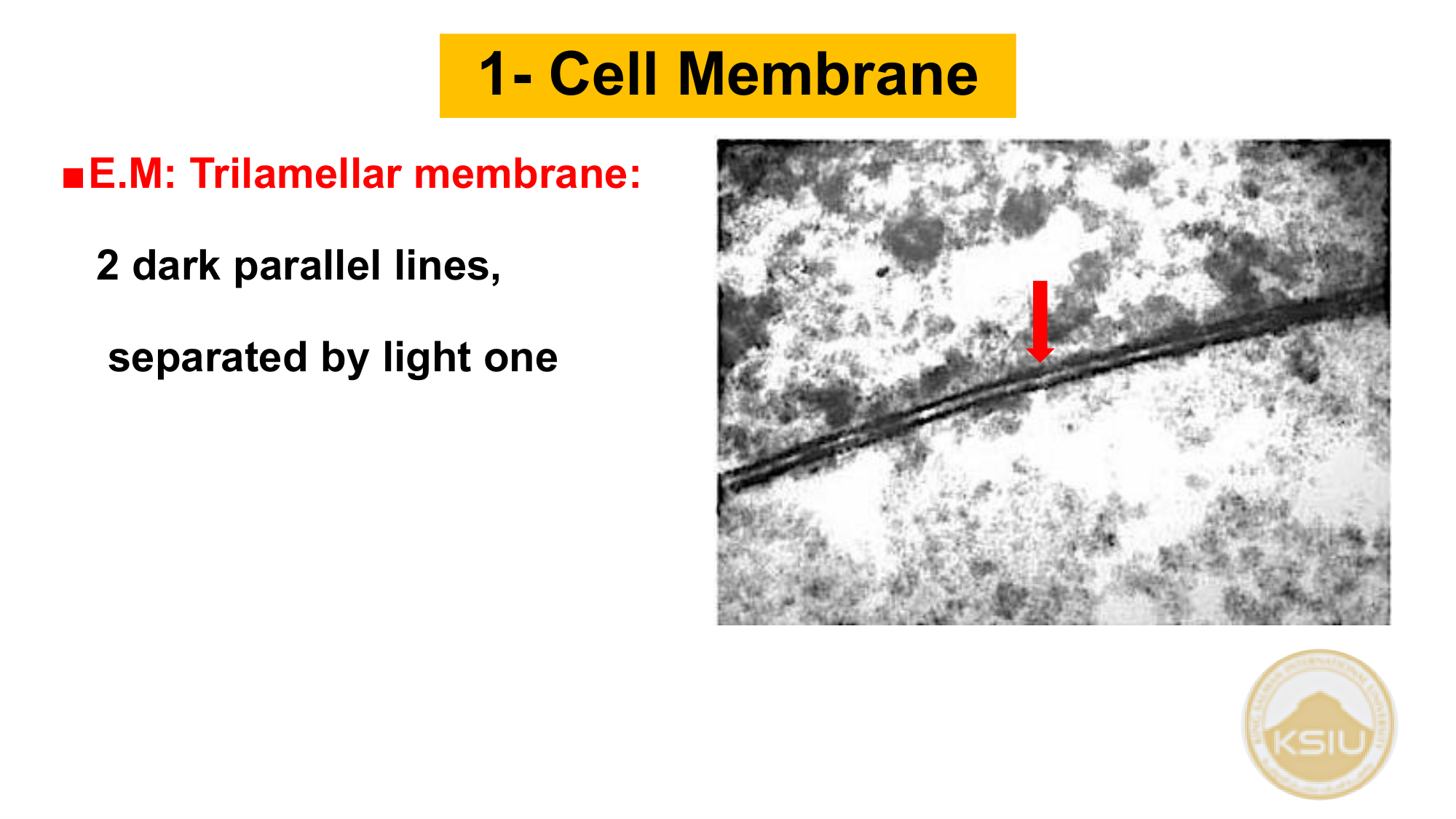 Cell Membrane EM - Slide 22