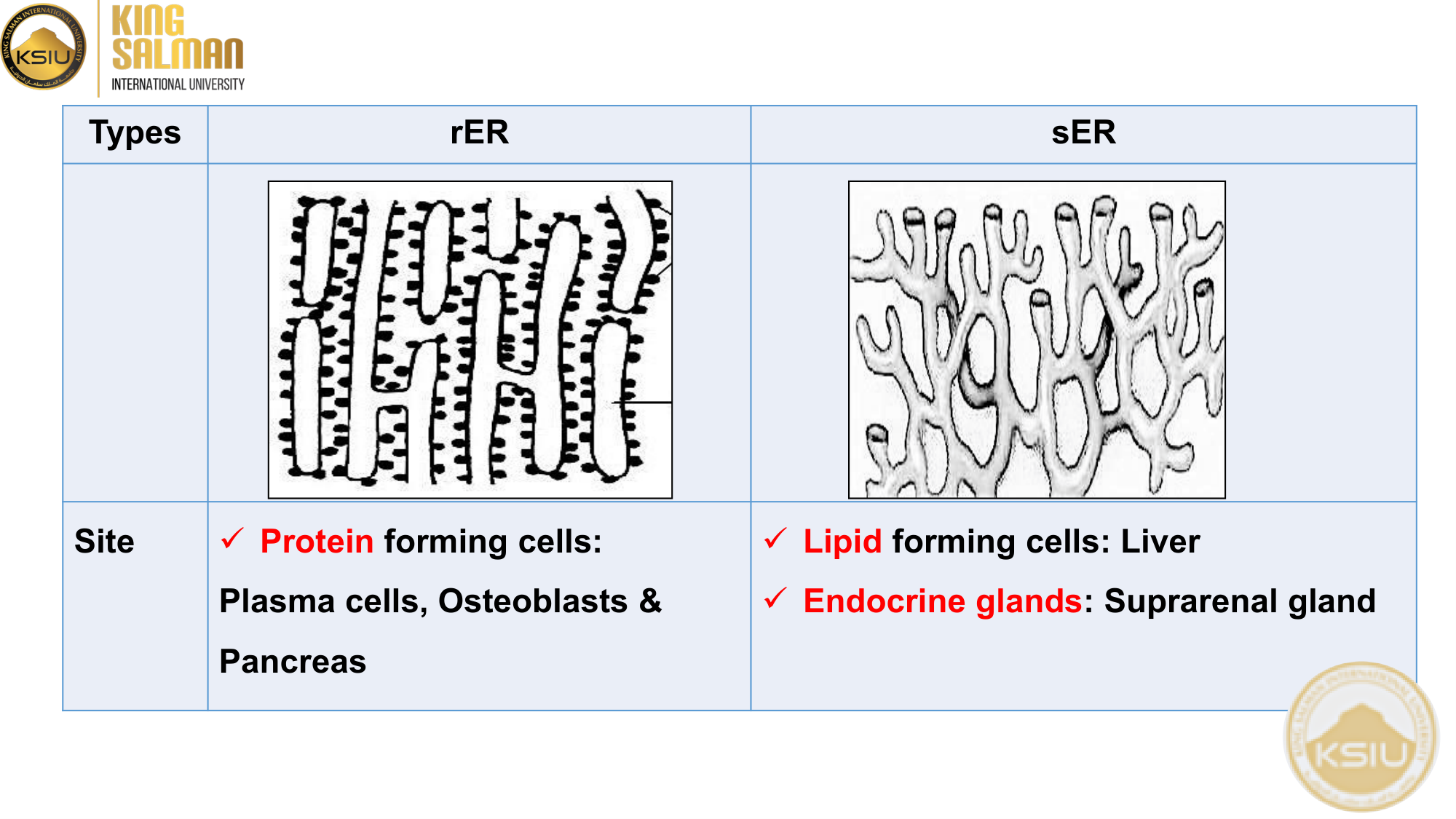 أنواع ومواقع تواجد ER - Slide 32
