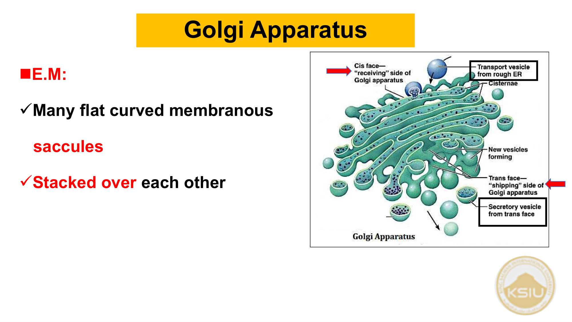 جهاز جولجي بالمجهر الإلكتروني - Slide 39