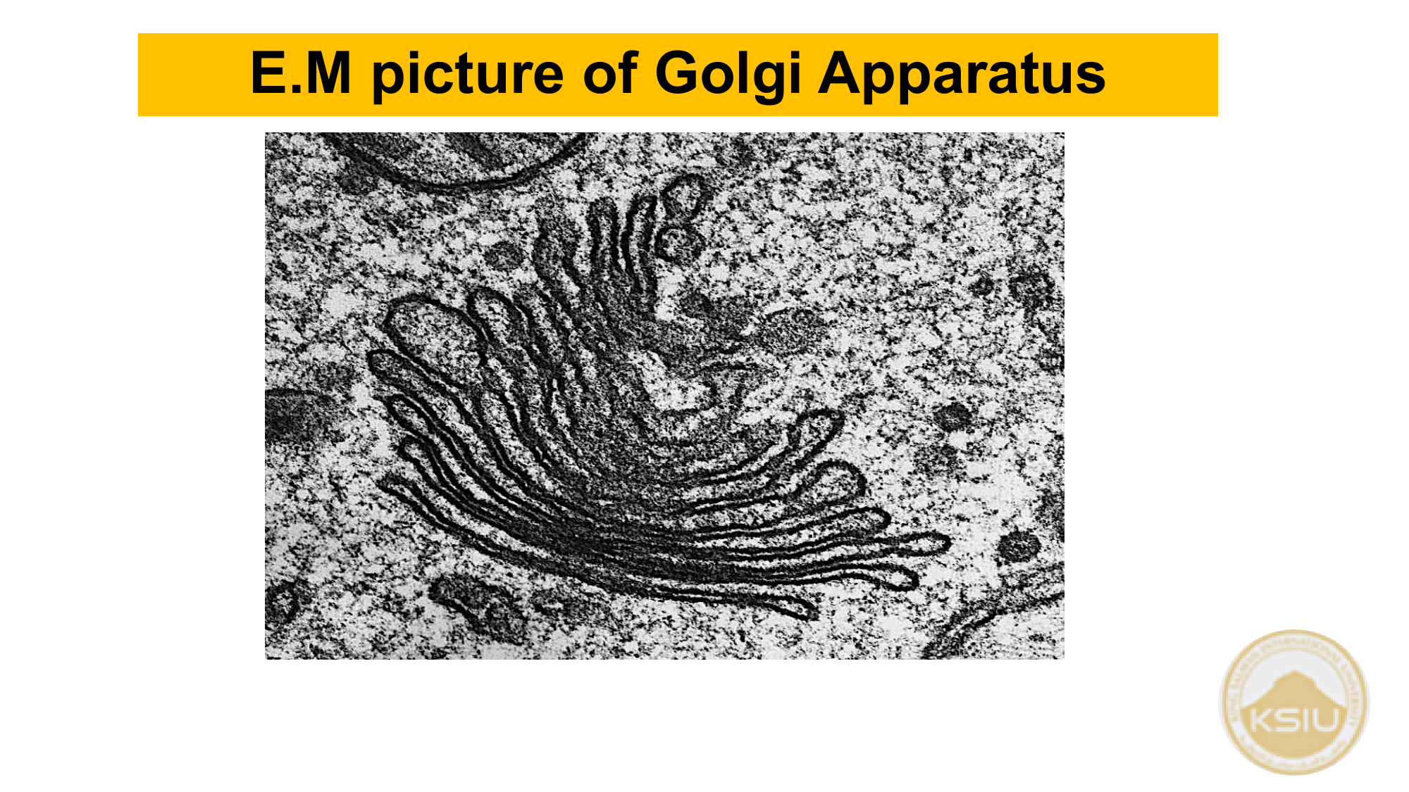 EM picture of Golgi Apparatus - Slide 42