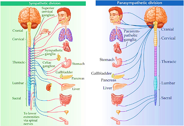 Sympathetic and Parasympathetic full body