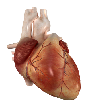 Heart