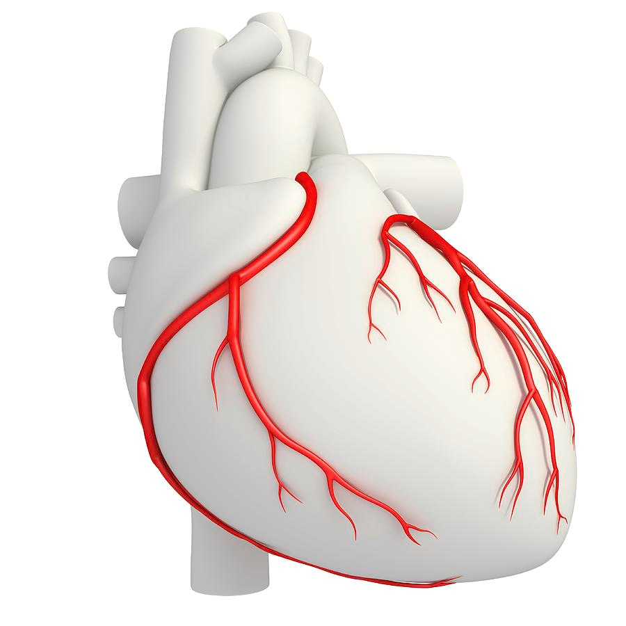 Coronary vessels