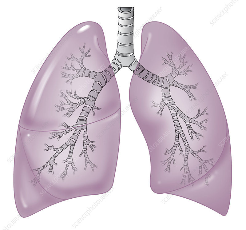 Lungs