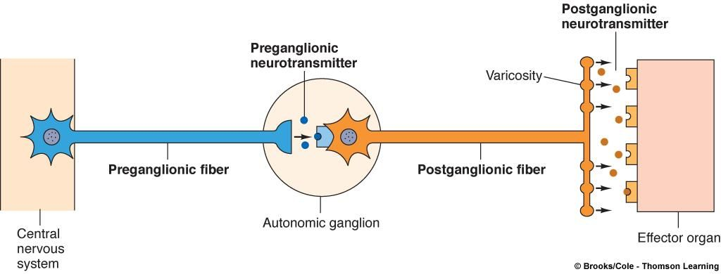 Autonomic Pathway