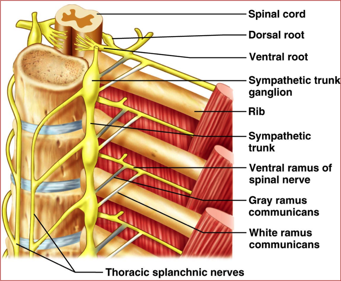 Paravertebral Ganglia