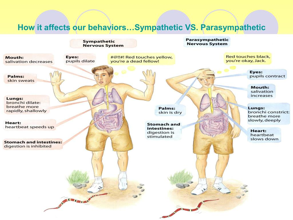 Sympathetic vs Parasympathetic